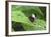 Mechanitis Polymnia Isthmia Butterfly-Rob Francis-Framed Photographic Print