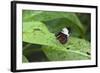 Mechanitis Polymnia Isthmia Butterfly-Rob Francis-Framed Photographic Print