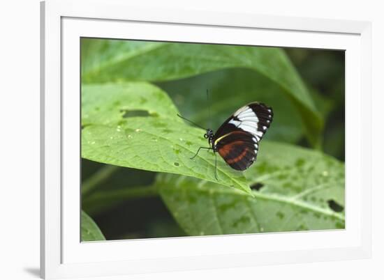 Mechanitis Polymnia Isthmia Butterfly-Rob Francis-Framed Photographic Print