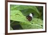 Mechanitis Polymnia Isthmia Butterfly-Rob Francis-Framed Photographic Print