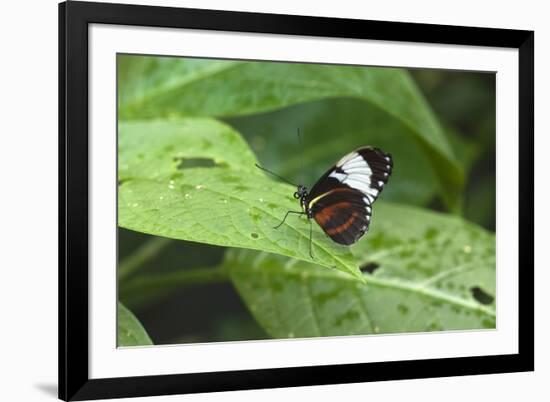 Mechanitis Polymnia Isthmia Butterfly-Rob Francis-Framed Photographic Print