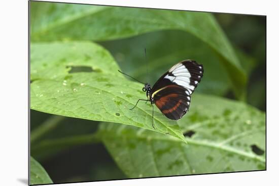 Mechanitis Polymnia Isthmia Butterfly-Rob Francis-Mounted Photographic Print