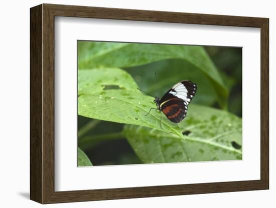 Mechanitis Polymnia Isthmia Butterfly-Rob Francis-Framed Photographic Print