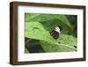 Mechanitis Polymnia Isthmia Butterfly-Rob Francis-Framed Photographic Print