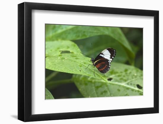 Mechanitis Polymnia Isthmia Butterfly-Rob Francis-Framed Photographic Print