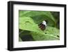 Mechanitis Polymnia Isthmia Butterfly-Rob Francis-Framed Photographic Print