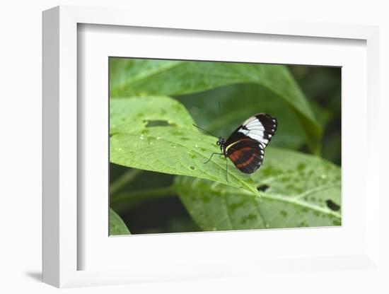 Mechanitis Polymnia Isthmia Butterfly-Rob Francis-Framed Photographic Print