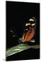 Mechanitis Polymnia (Orange-Spotted Tiger Clearwing)-Paul Starosta-Mounted Photographic Print