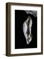 Mechanitis Sp. (Tigerwing Butterfly) - Pupa-Paul Starosta-Framed Photographic Print