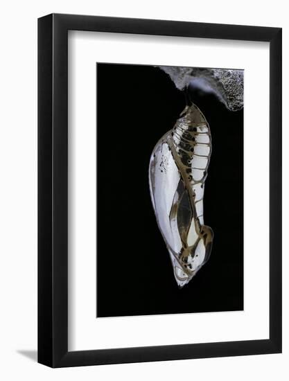 Mechanitis Sp. (Tigerwing Butterfly) - Pupa-Paul Starosta-Framed Photographic Print