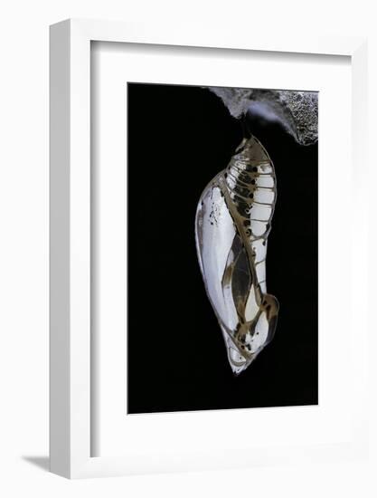 Mechanitis Sp. (Tigerwing Butterfly) - Pupa-Paul Starosta-Framed Photographic Print