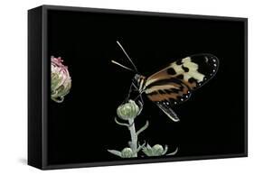 Mechanitis Sp. (Tigerwing Butterfly)-Paul Starosta-Framed Stretched Canvas