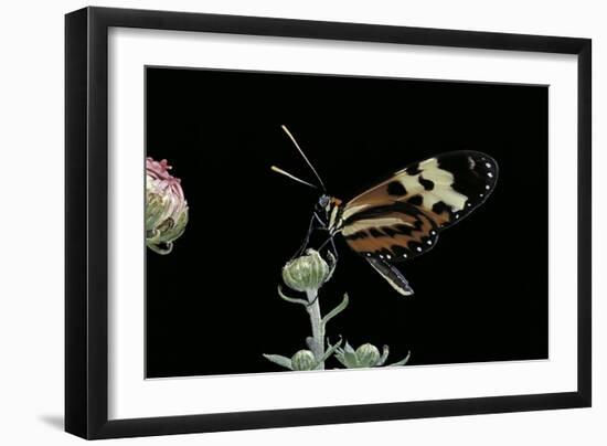 Mechanitis Sp. (Tigerwing Butterfly)-Paul Starosta-Framed Photographic Print