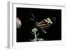 Mechanitis Sp. (Tigerwing Butterfly)-Paul Starosta-Framed Photographic Print