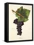 Mecle Grape-J. Troncy-Framed Stretched Canvas