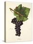 Mecle Grape-J. Troncy-Stretched Canvas