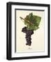 Mecle Grape-J. Troncy-Framed Giclee Print