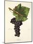 Mecle Grape-J. Troncy-Mounted Giclee Print