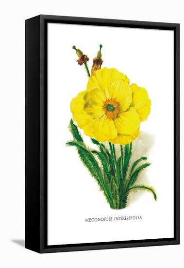 Meconopsis Integrifolia-H.g. Moon-Framed Stretched Canvas