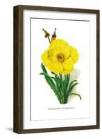 Meconopsis Integrifolia-H.g. Moon-Framed Art Print