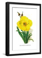 Meconopsis Integrifolia-H.g. Moon-Framed Art Print