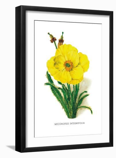 Meconopsis Integrifolia-H.g. Moon-Framed Art Print