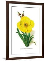 Meconopsis Integrifolia-H.g. Moon-Framed Art Print