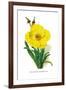 Meconopsis Integrifolia-H.g. Moon-Framed Art Print