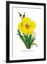 Meconopsis Integrifolia-H.g. Moon-Framed Art Print