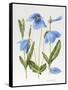 Meconopsis Poppy-Sally Crosthwaite-Framed Stretched Canvas