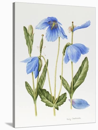 Meconopsis Poppy-Sally Crosthwaite-Stretched Canvas