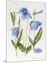 Meconopsis Poppy-Sally Crosthwaite-Mounted Giclee Print