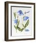 Meconopsis Poppy-Sally Crosthwaite-Framed Giclee Print