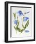 Meconopsis Poppy-Sally Crosthwaite-Framed Giclee Print