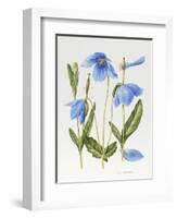 Meconopsis Poppy-Sally Crosthwaite-Framed Giclee Print