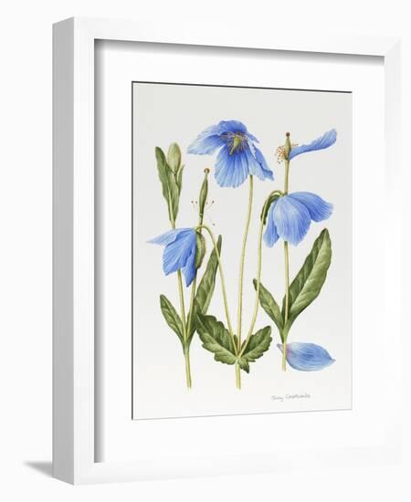 Meconopsis Poppy-Sally Crosthwaite-Framed Giclee Print