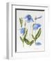 Meconopsis Poppy-Sally Crosthwaite-Framed Giclee Print