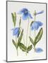 Meconopsis Poppy-Sally Crosthwaite-Mounted Giclee Print