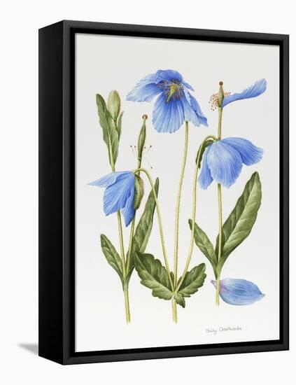 Meconopsis Poppy-Sally Crosthwaite-Framed Stretched Canvas