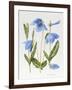 Meconopsis Poppy-Sally Crosthwaite-Framed Giclee Print