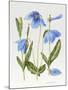 Meconopsis Poppy-Sally Crosthwaite-Mounted Giclee Print