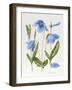 Meconopsis Poppy-Sally Crosthwaite-Framed Giclee Print