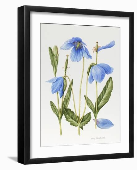 Meconopsis Poppy-Sally Crosthwaite-Framed Giclee Print