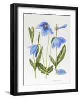 Meconopsis Poppy-Sally Crosthwaite-Framed Giclee Print