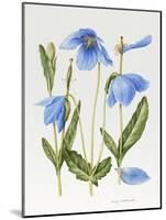 Meconopsis Poppy-Sally Crosthwaite-Mounted Giclee Print