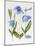Meconopsis Poppy-Sally Crosthwaite-Mounted Giclee Print