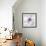 Medallion Orchid-Jason Jarava-Framed Giclee Print displayed on a wall