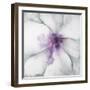 Medallion Orchid-Jason Jarava-Framed Premium Giclee Print