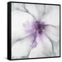 Medallion Orchid-Jason Jarava-Framed Stretched Canvas