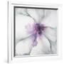 Medallion Orchid-Jason Jarava-Framed Giclee Print